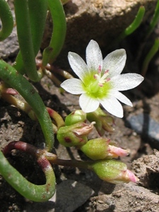 Lewisia nevadensis